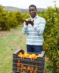 African-American farmer showing mandarins