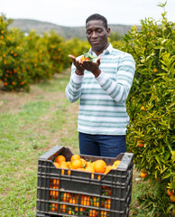 African-American farmer showing mandarins © JackF