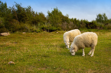 sheep in field, Borholm