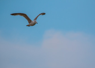 Seagull in flight