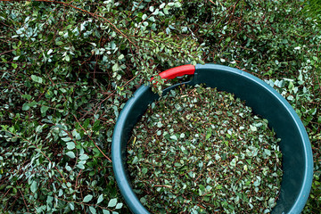 Naklejka premium branches whole and crushed in a green plastic bucket