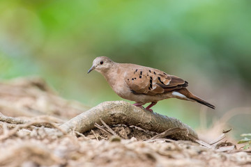 Columbina talpacoti, Ruddy ground dove The bird is perched on the branch in nice wildlife natural environment of ..