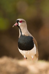 Vanellus chilensis, Southern lapwing The bird is standing on the ground in nice wildlife natural environment of..