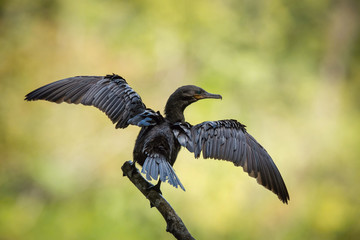 Phalacrocorax brasilianus, Neotropic cormorant The bird is perched on the branch in nice wildlife natural environment of Trinidad and Tobago..