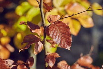 Fototapeta na wymiar Colorful autumn leaves closeup on a fall branch
