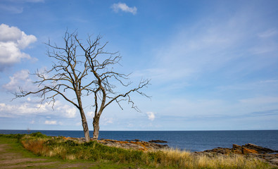 Fototapeta na wymiar old tree on the beach, Bornholm