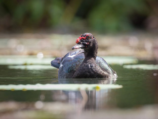 Cairina moschata, Muscovy duck The bird is swimming in the water, there is aquatic vegetation...