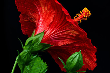 Rote Hibiskus-Blüte vor schwarzem Hintergrund © gabisteffen