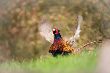 The Common Pheasant, Phasianus colchicus is standing in the grass with opened wings, amazing light of the sunrice, in the background is nice colorful bokeh Czech Republic