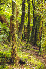 Whirinaki Forest Park, New Zealand 