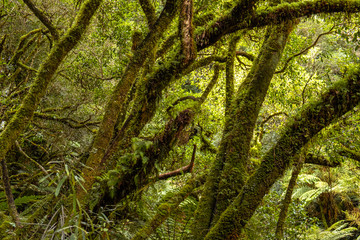 Whirinaki Forest Park, New Zealand 
