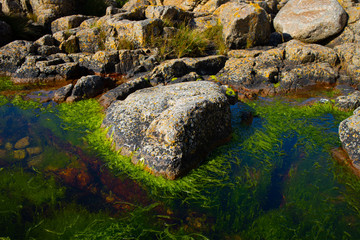 green-lined stone in the sea on the island of Bornholm