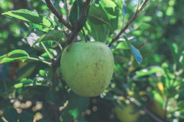 Apple on a tree