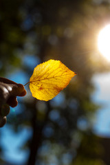 Hand holding autumn colorful bright leave. Fall background. Herbstblatt im Sonnenlicht in Hand...