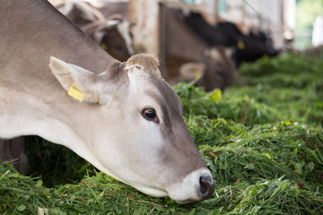 Jersey cow eating fresh grass