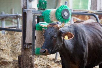 German red cattle in stable