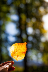  Herbstblätter im Sonnenlicht in Hand gehalten. Hand holding autumn colorful bright leaves. Fall...