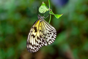  Large tree nymph butterfly, black and white tropical butterfly