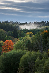 Green forest turning into autumn colours at evening with fog. 