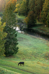 Green forest turning into autumn colours at evening with horses in fog. (high ISO image)