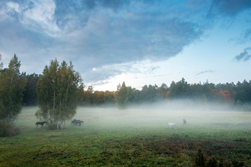 Fototapeta na wymiar Green forest turning into autumn colours at evening with horses in fog. (high ISO image)