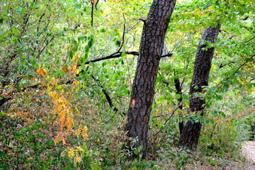 Landscape in the forests of Transylvania, Romania. Green landscape in the midsummer, in a sunny day