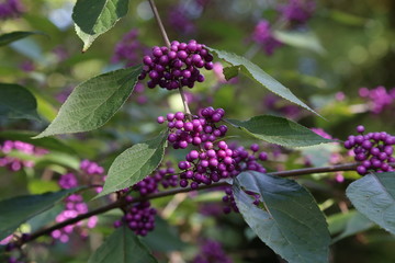 Bodiniers beautyberry callicarpa bodinieri with lilac, purple berries