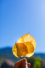 Gelbe Blätter in Hand leuchten im Sonnenlicht und blauem Himmel.. Yellow leaves in hand with...