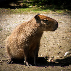 Otter 