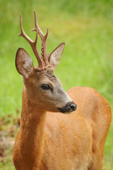 Portrait of European roe deer buck (Capreolus capreolus) on green blurred background. Wildlife scene from the nature habitat. Bavarian forest, Germany.