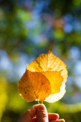 Gelbe Herbstblätter im Sonnenlicht. Yellow autumn leaves and bokeh background.