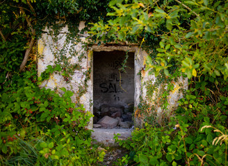 Fototapeta na wymiar old door with ivy, Bornholm