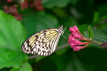  Large tree nymph butterfly, black and white tropical butterfly