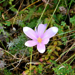 Nice flowers in the forest in midsummer, in a sunny day. Green landscape.