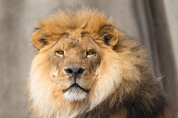 Lion in deep gaze 