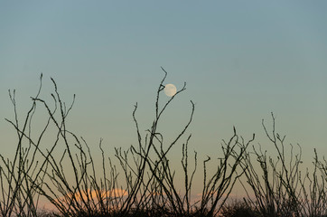Luna entre pastizales en Chihuahua