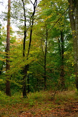 Fototapeta premium Typical landscape in the forests of Transylvania, Romania. Green landscape in the midsummer, in a sunny day