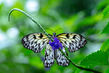  Large tree nymph butterfly, black and white tropical butterfly