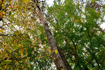 Fototapeta premium Forest Codlea. Typical landscape in Transylvania, Romania. Green landscape in the midsummer, in a sunny day