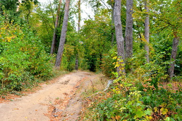 Obraz premium Forest Codlea. Typical landscape in Transylvania, Romania. Green landscape in the midsummer, in a sunny day