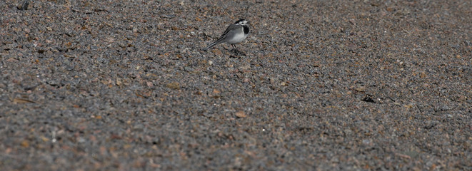 bird on the sand  White Wagtail (Motacilla alba),Bornholm