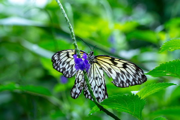 Large tree nymph butterfly, black and white tropical butterfly