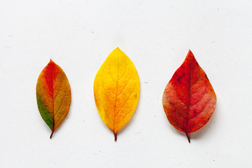 Colorful autumn leaves  on white background, top view