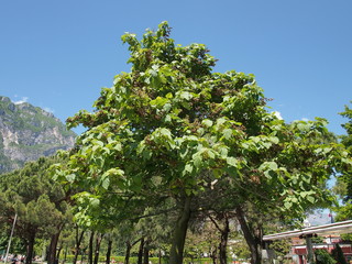 Riva del Garda am Gardasee im Trentino 