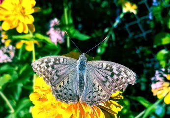 butterfly on flower