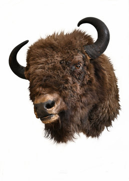 European bison head trophy