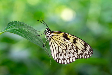  Large tree nymph butterfly, black and white tropical butterfly