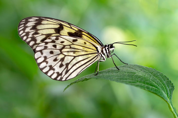 Fototapeta na wymiar Large tree nymph butterfly, black and white tropical butterfly