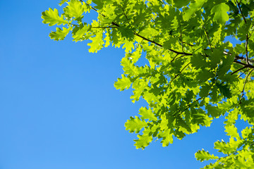 Obraz premium Branch of young solar green oak leaf on a background of blue sky. Spring landscape