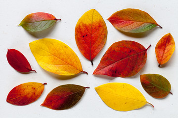 Autumn colorful leaves on white background, top view